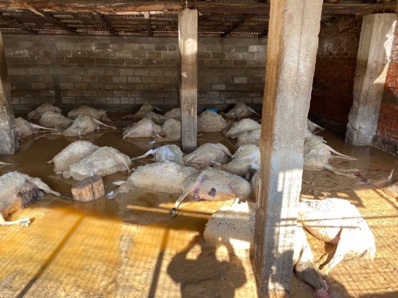 Όταν αγρότες και κτηνοτρόφοι φτωχοποιούνται, δεν κινδυνεύει μόνο ο πρωτογενής τομέας κινδυνεύει η Ελλάδα ολόκληρη