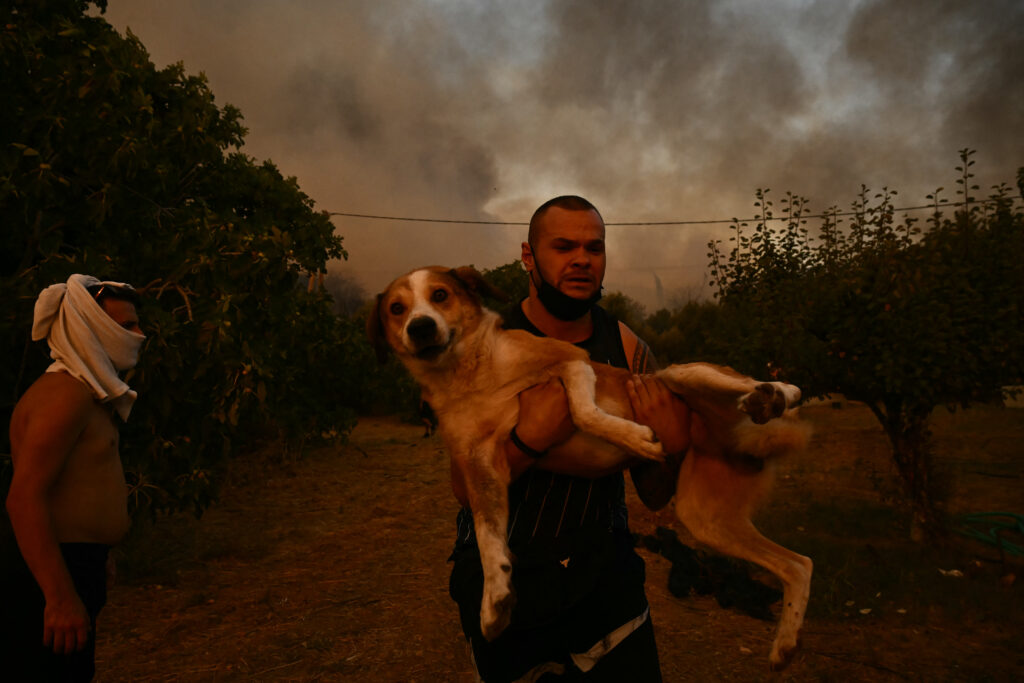 Φωτιά – Εικόνες αντί για χίλιες λέξεις: Καμιά ζωή δεν περισσεύει – Στιγμιότυπα από διασώσεις ζώων