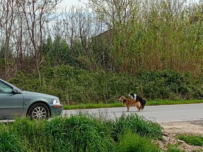Αγέλη σκύλων στον δρόμο προς Δαμάσι – Φόβος και αγανάκτηση από τους κατοίκους