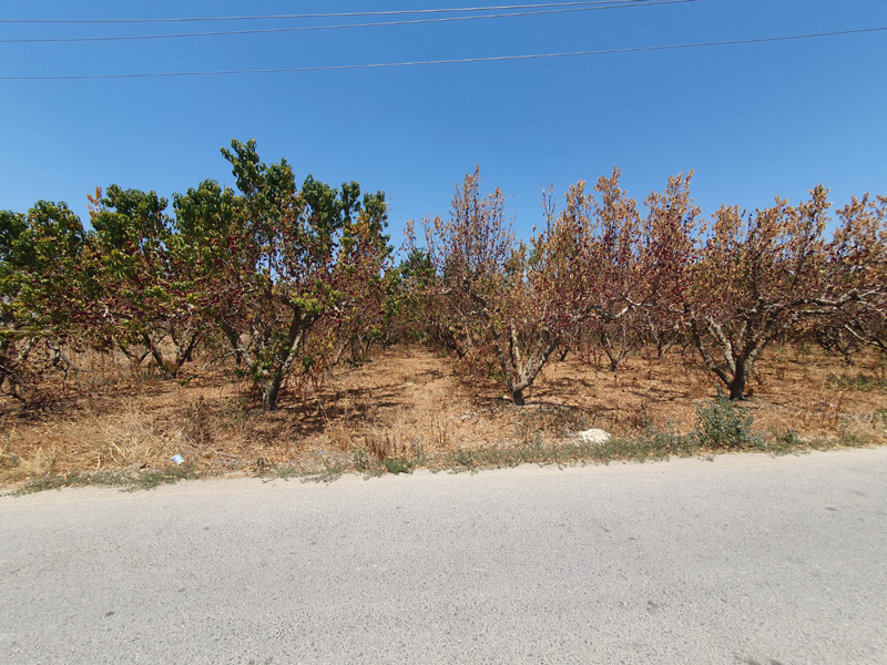 ΤΟΕΒ Μάτι Τυρνάβου: Η απόλυτη παρακμή με ξεραμένα περιβόλια, γεωτρήσεις διαλυμένες στον Αμπελώνα