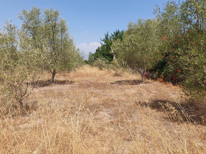 ΤΟΕΒ Μάτι Τυρνάβου: Η απόλυτη παρακμή με ξεραμένα περιβόλια, γεωτρήσεις διαλυμένες στον Αμπελώνα