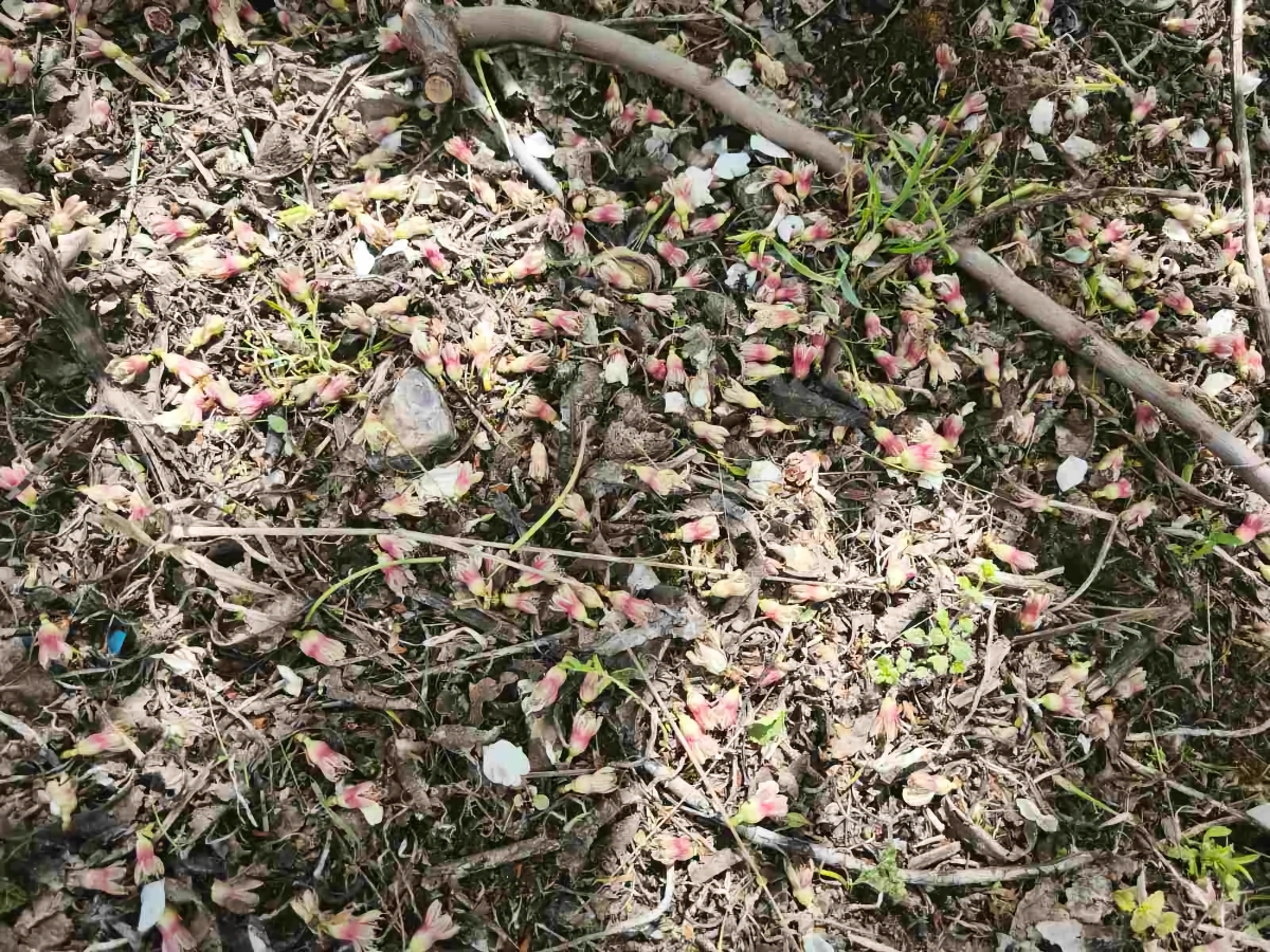 Ώρα Μηδέν για τους Αγρότες στον Τύρναβο – Ολοκληρωτική Καταστροφή στις Αμυγδαλιές από Ακραία Καιρικά Φαινόμενα