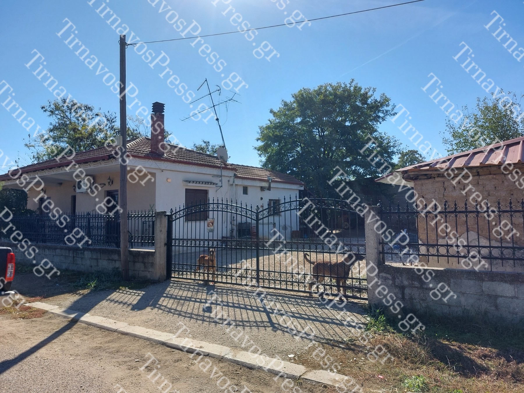 Πλατανούλια: Βίντεο και Φωτογραφίες από τα σκυλιά στο σπίτι - Η συγκλονιστικές μαρτυρίες των ανθρώπων που βρήκαν το πτώμα της γυναίκας