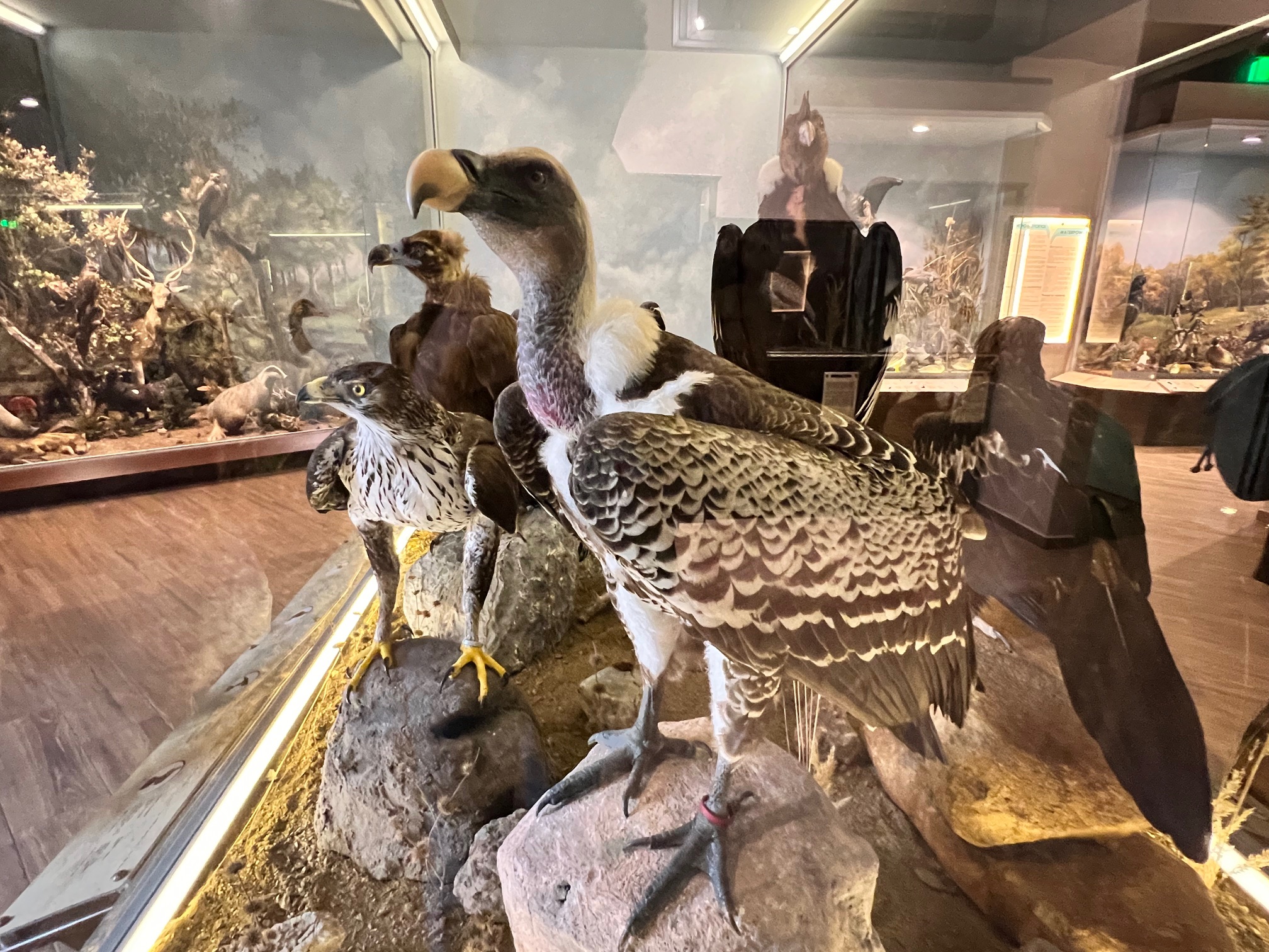 "Μια περιήγηση στα μυστικά της φύσης: Επίσκεψή στο Μουσείο Φυσικής Ιστορίας Μετεώρων