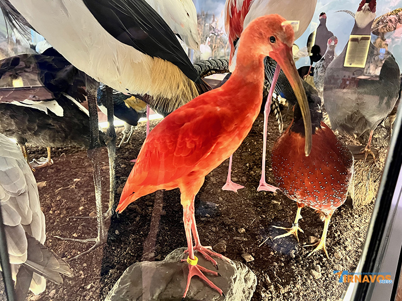 "Μια περιήγηση στα μυστικά της φύσης: Επίσκεψή στο Μουσείο Φυσικής Ιστορίας Μετεώρων