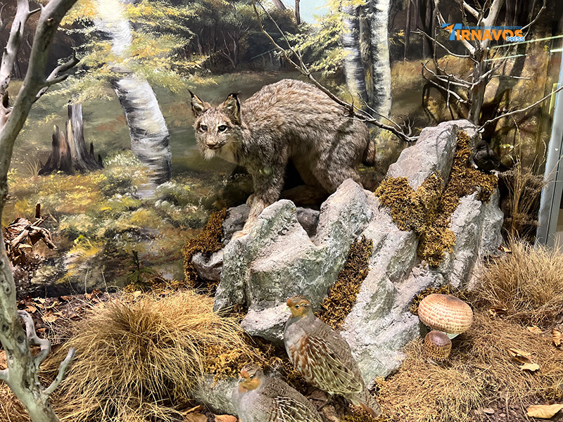 "Μια περιήγηση στα μυστικά της φύσης: Επίσκεψή στο Μουσείο Φυσικής Ιστορίας Μετεώρων