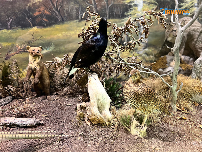 "Μια περιήγηση στα μυστικά της φύσης: Επίσκεψή στο Μουσείο Φυσικής Ιστορίας Μετεώρων