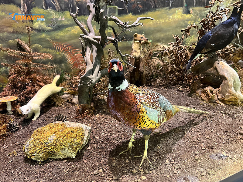 "Μια περιήγηση στα μυστικά της φύσης: Επίσκεψή στο Μουσείο Φυσικής Ιστορίας Μετεώρων