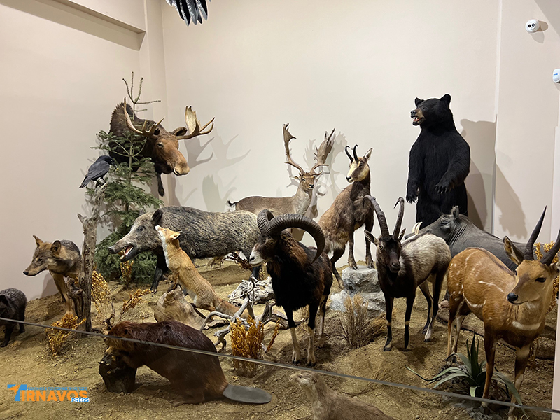 "Μια περιήγηση στα μυστικά της φύσης: Επίσκεψή στο Μουσείο Φυσικής Ιστορίας Μετεώρων