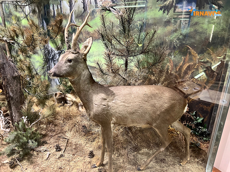 "Μια περιήγηση στα μυστικά της φύσης: Επίσκεψή στο Μουσείο Φυσικής Ιστορίας Μετεώρων