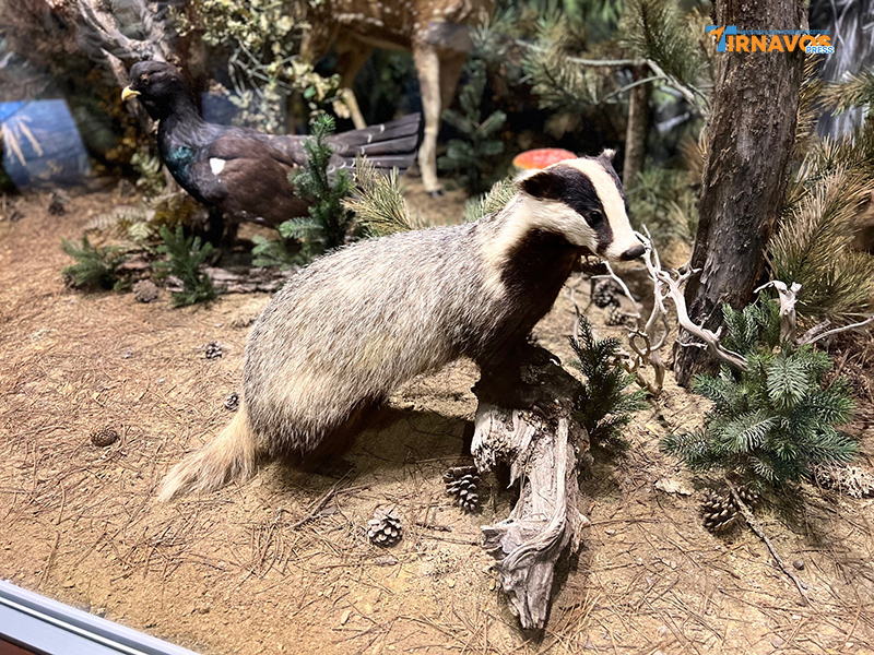 "Μια περιήγηση στα μυστικά της φύσης: Επίσκεψή στο Μουσείο Φυσικής Ιστορίας Μετεώρων