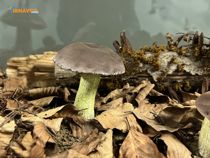 "Μια περιήγηση στα μυστικά της φύσης: Επίσκεψή στο Μουσείο Φυσικής Ιστορίας Μετεώρων