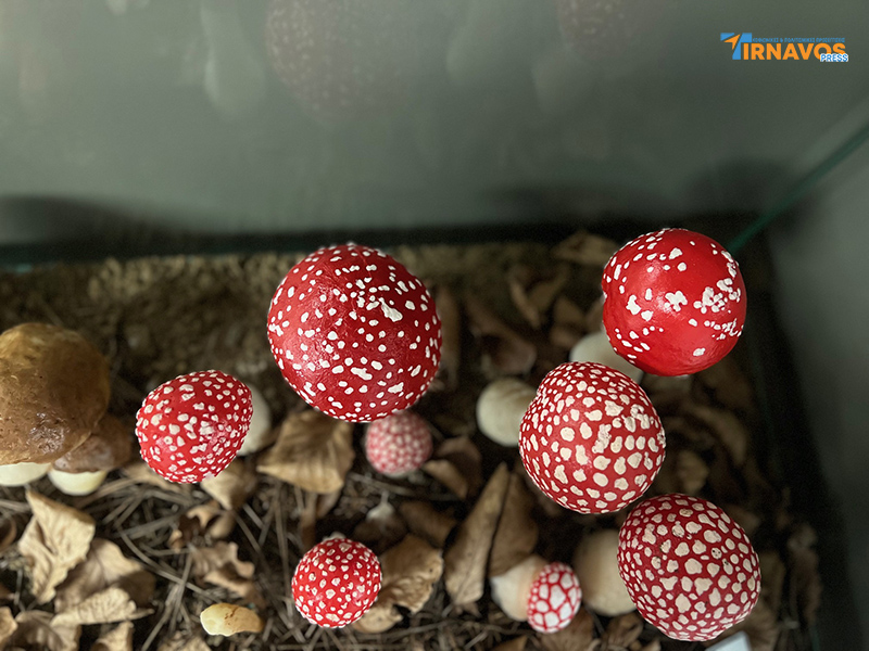 "Μια περιήγηση στα μυστικά της φύσης: Επίσκεψή στο Μουσείο Φυσικής Ιστορίας Μετεώρων