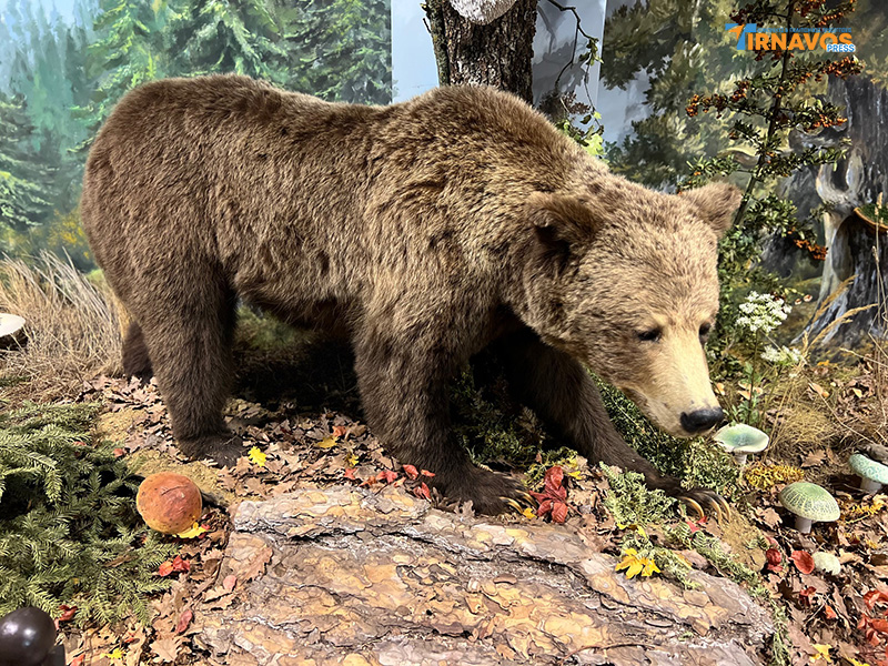 "Μια περιήγηση στα μυστικά της φύσης: Επίσκεψή στο Μουσείο Φυσικής Ιστορίας Μετεώρων