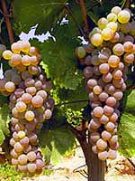 ΑΜΠΕΛΙΑ | Φυτώρια Καπλάνογλου