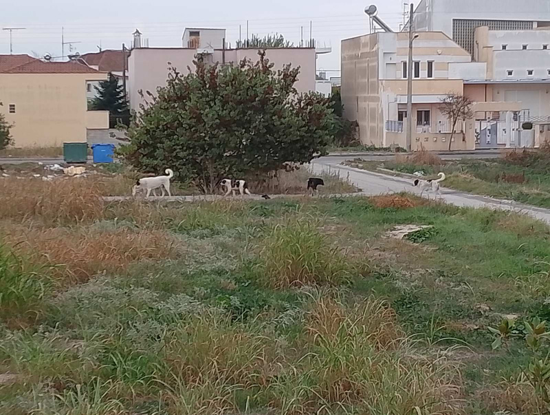 Αγέλη 8 αδέσποτων σκύλων κοντά σε δημοτικό σχολείο στον Τύρναβο ανησυχεί τους γονείς