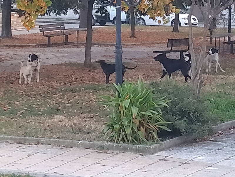 Αγέλη 8 αδέσποτων σκύλων κοντά σε δημοτικό σχολείο στον Τύρναβο ανησυχεί τους γονείς