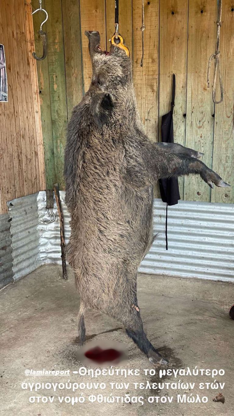 Νεκρό αγριογούρουνο