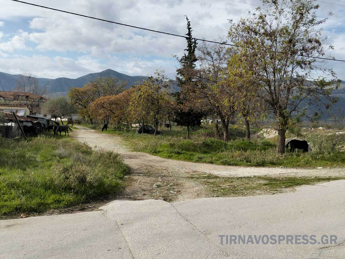 Κοπάδι αλόγων «αλωνίζει» μέσα στο Αργυροπούλι - Λυγαριά