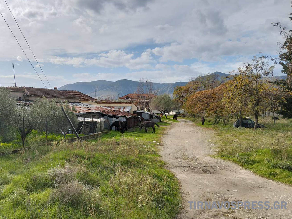 Κοπάδι αλόγων «αλωνίζει» μέσα στο Αργυροπούλι - Λυγαριά