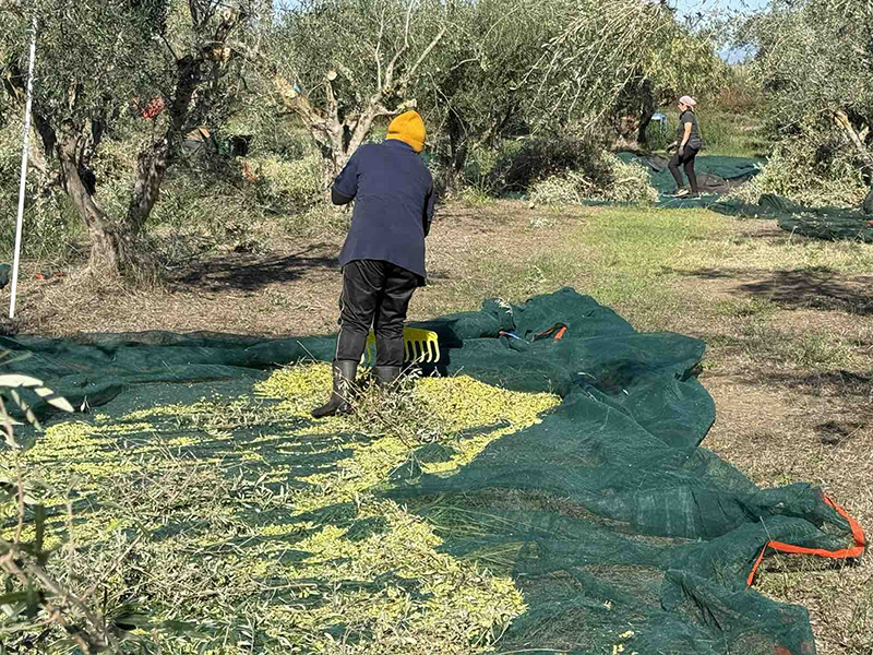 Από το Μάζεμα της Κορωνέικης Ελιάς ως το Ελαιοτριβείο: Το Ταξίδι του υγρού πράσινου θησαυρού