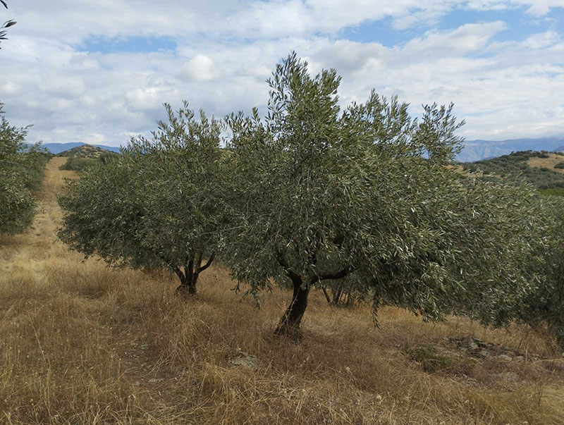 Τύρναβος: Πωλείται ελαιοπερίβολο 2,5 στρεμμάτων