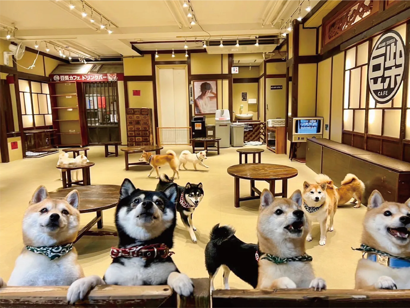 Γιατί τα σκυλιά στην Ιαπωνία ζουν περισσότερο