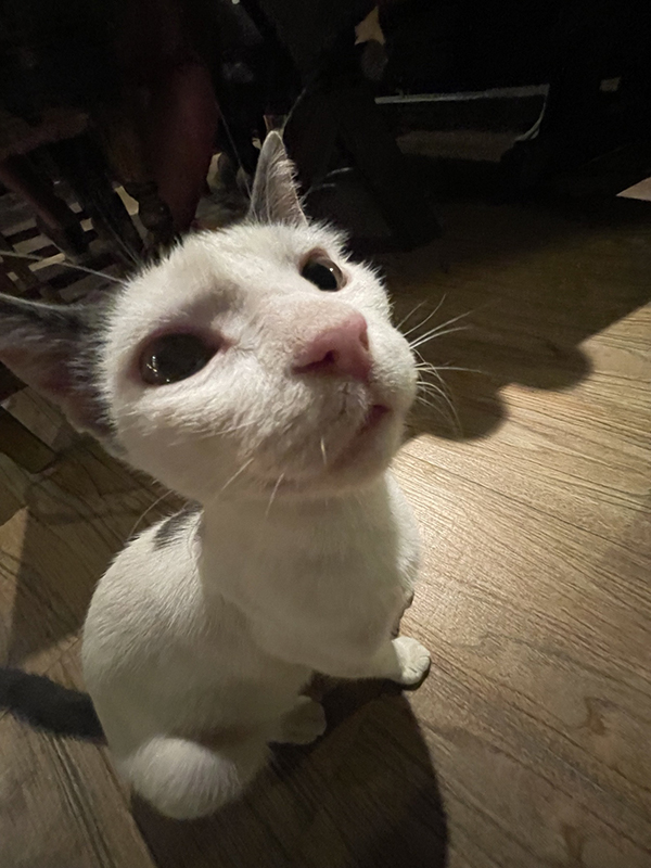 Αστείες Φωτογραφίες με Γάτες τραβηγμένες για το TinavosPress.gr από τη μικρή Σοφία