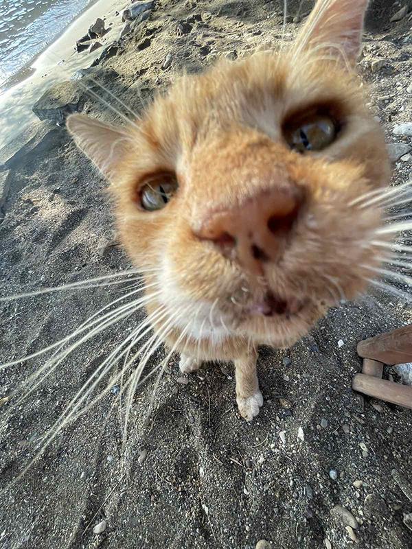 Αστείες Φωτογραφίες με Γάτες τραβηγμένες για το TinavosPress.gr από τη μικρή Σοφία