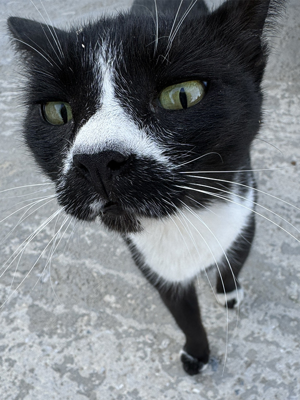 Αστείες Φωτογραφίες με Γάτες τραβηγμένες για το TinavosPress.gr από τη μικρή Σοφία