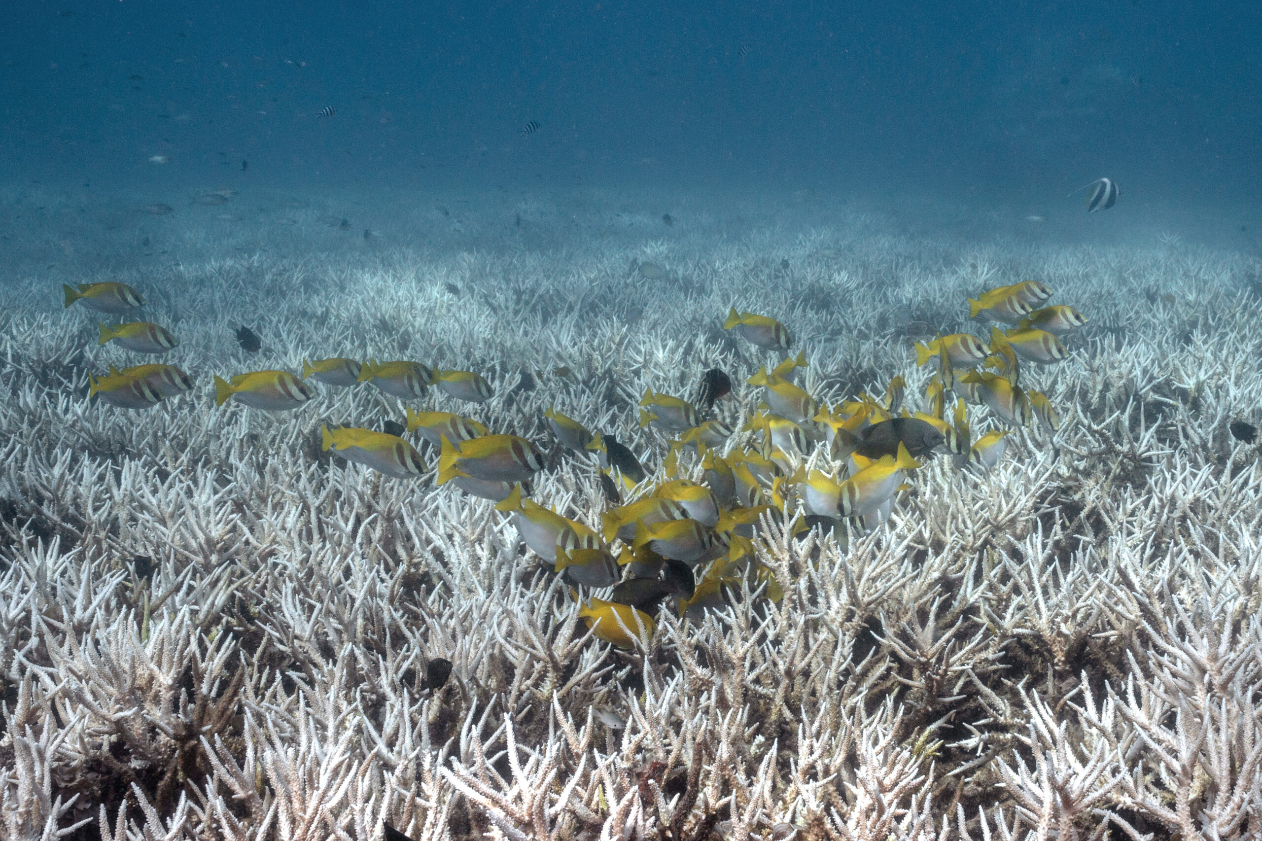 «Η Γη εισήλθε σε μια νέα πραγματικότητα, μπορεί να καταρρεύσει κατά τη διάρκεια της ζωής μας», προειδοποιούν επιστήμονες