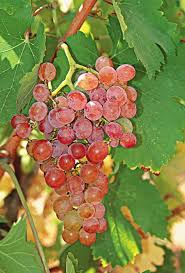 Ροδίτης | newwinesofgreece.com