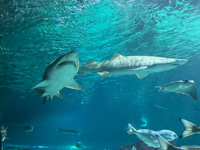 Η εμπειρία του TirnavosPress.gr στη Βαρκελώνη: Ένα 3ήμερο γεμάτο μαγεία