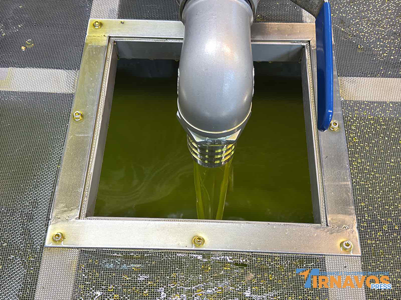 Από το Μάζεμα της Κορωνέικης Ελιάς ως το Ελαιοτριβείο: Το Ταξίδι του υγρού πράσινου θησαυρού