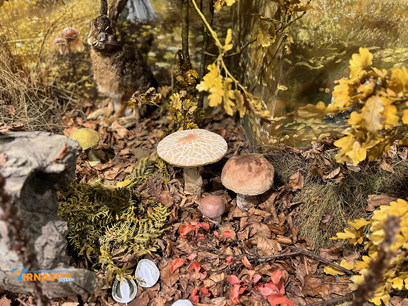 "Μια περιήγηση στα μυστικά της φύσης: Επίσκεψή στο Μουσείο Φυσικής Ιστορίας Μετεώρων