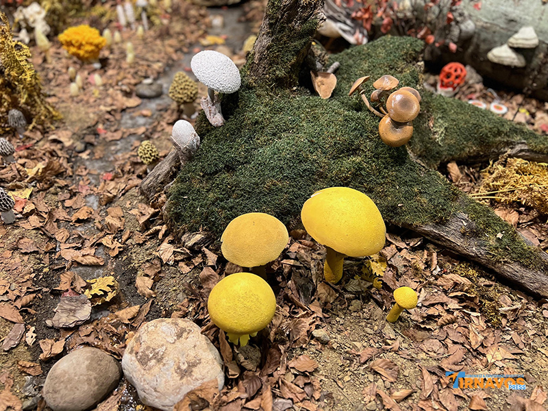 "Μια περιήγηση στα μυστικά της φύσης: Επίσκεψή στο Μουσείο Φυσικής Ιστορίας Μετεώρων