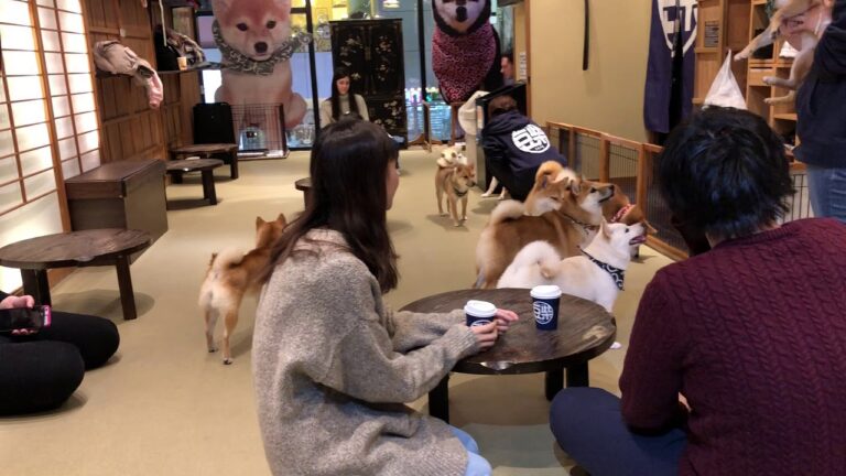 Γιατί τα σκυλιά στην Ιαπωνία ζουν περισσότερο