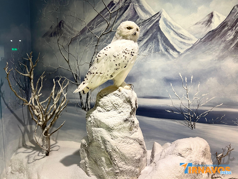 "Μια περιήγηση στα μυστικά της φύσης: Επίσκεψή στο Μουσείο Φυσικής Ιστορίας Μετεώρων