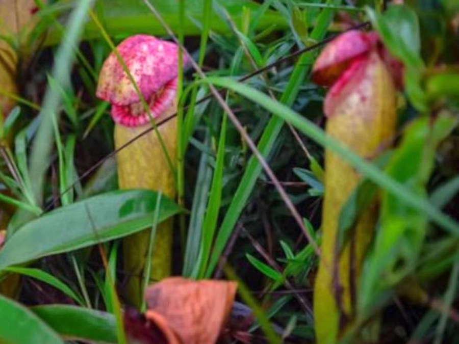 Nepenthes holdenii: Σπάνιο φυτό κέντρισε το ενδιαφέρον των βοτανολόγων και όχι μόνο...
