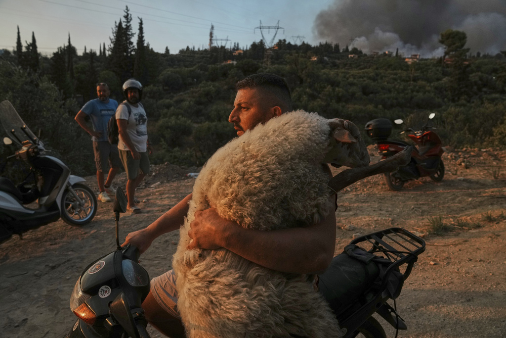 Φωτιά – Εικόνες αντί για χίλιες λέξεις: Καμιά ζωή δεν περισσεύει – Στιγμιότυπα από διασώσεις ζώων