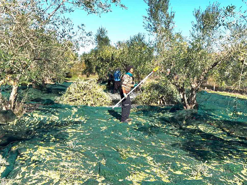Από το Μάζεμα της Κορωνέικης Ελιάς ως το Ελαιοτριβείο: Το Ταξίδι του υγρού πράσινου θησαυρού