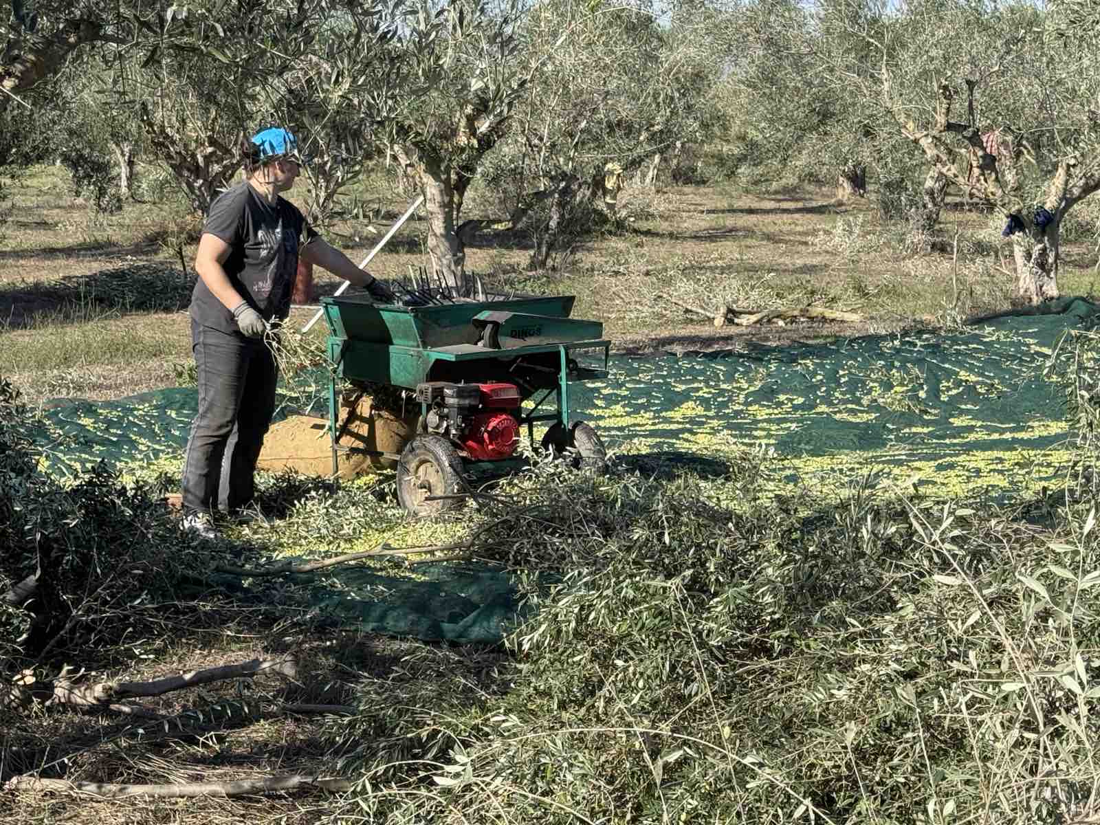 Από το Μάζεμα της Κορωνέικης Ελιάς ως το Ελαιοτριβείο: Το Ταξίδι του υγρού πράσινου θησαυρού