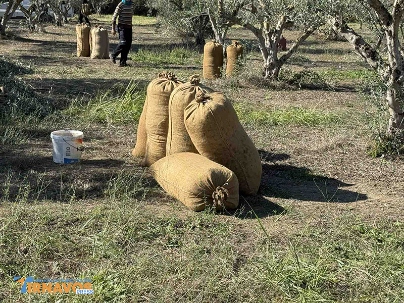 Από το Μάζεμα της Κορωνέικης Ελιάς ως το Ελαιοτριβείο: Το Ταξίδι του υγρού πράσινου θησαυρού