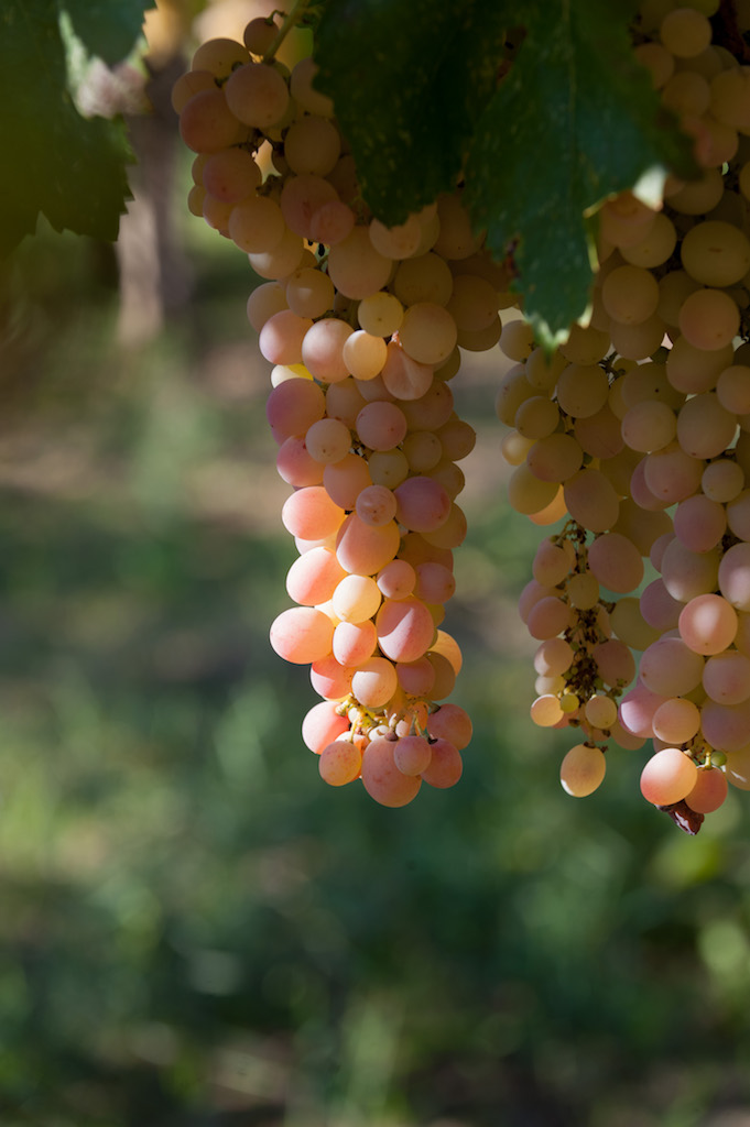 Σιδερίτης - Wines of Greece