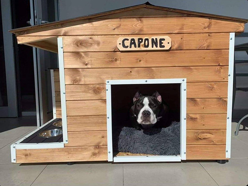 Είναι Σκύλος ΟΧΙ το Παιδί σου!