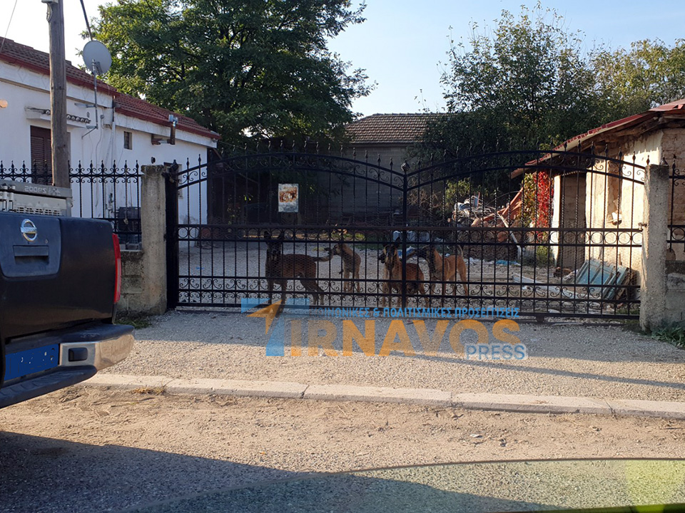 Αθώος για τον θάνατο της μητέρας του στα Πλατανούλια, ένοχος για τους κανόνες ευζωίας των σκύλων